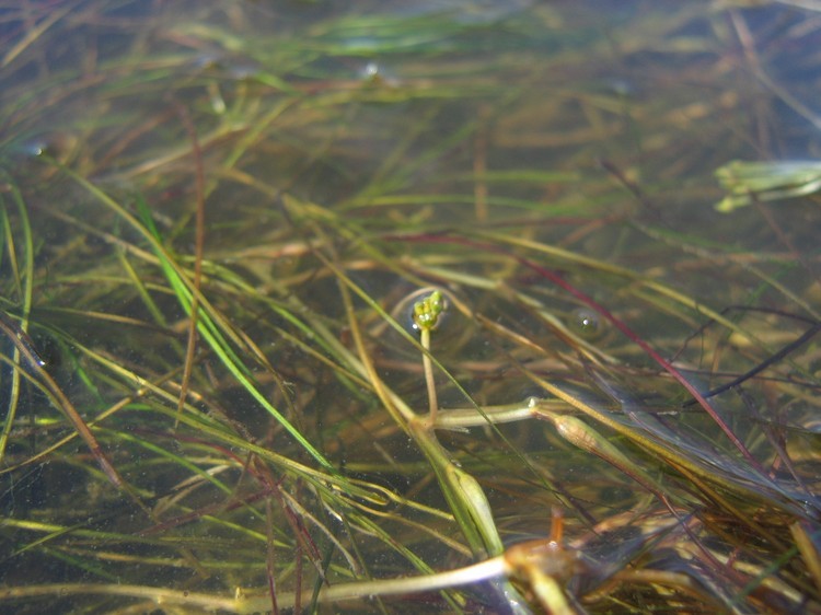 Ruppia maritima